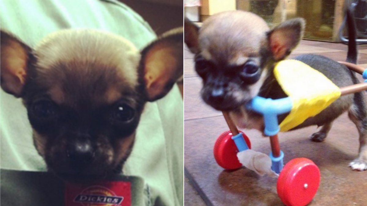 Turbo Roo –  Chihuahuan som rullar på. 